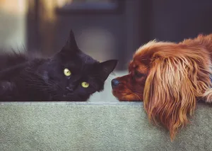 Pet